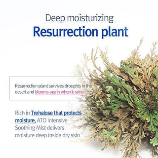 Pyunkang Yul - Ato Intensive Soothing Mist 145ml - Koreabe